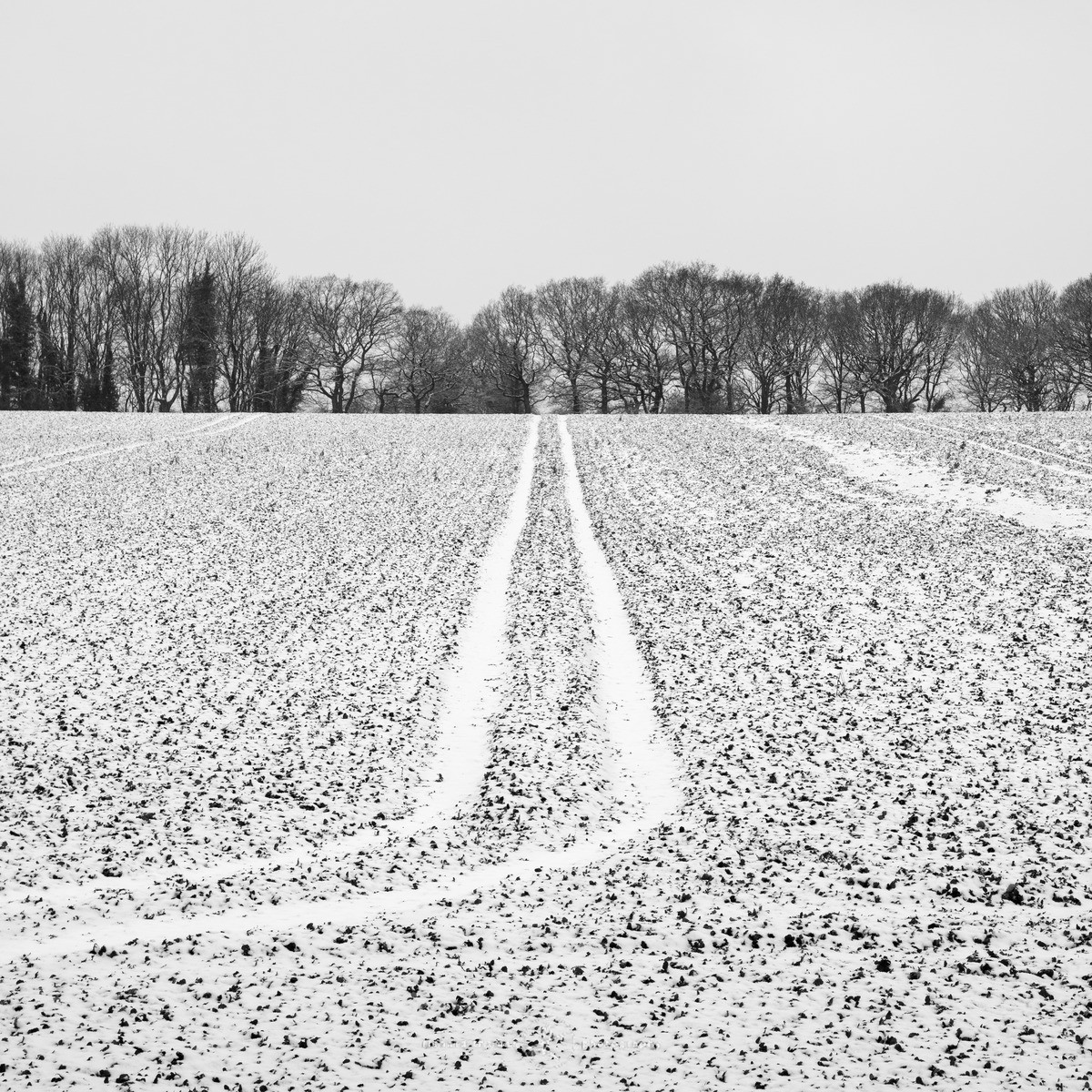 Dusted field - WINTER