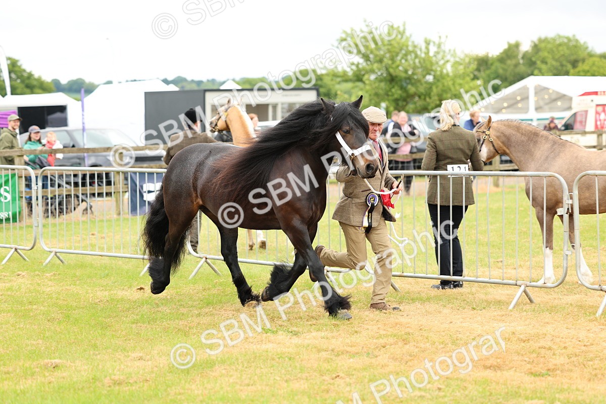 SBM_00641 - Class 58-67 - M&M Non Welsh Pony In hand