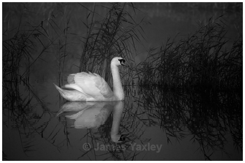 Mute Swan amongst the Silent Reeds - Best of British Wildlife