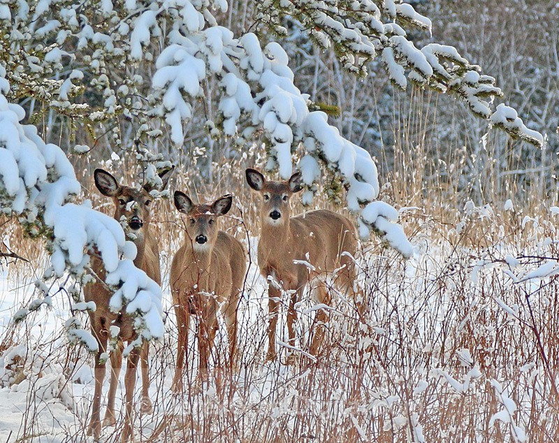 Wintertime Whitetails - Mammals, Reptiles & Amphibians