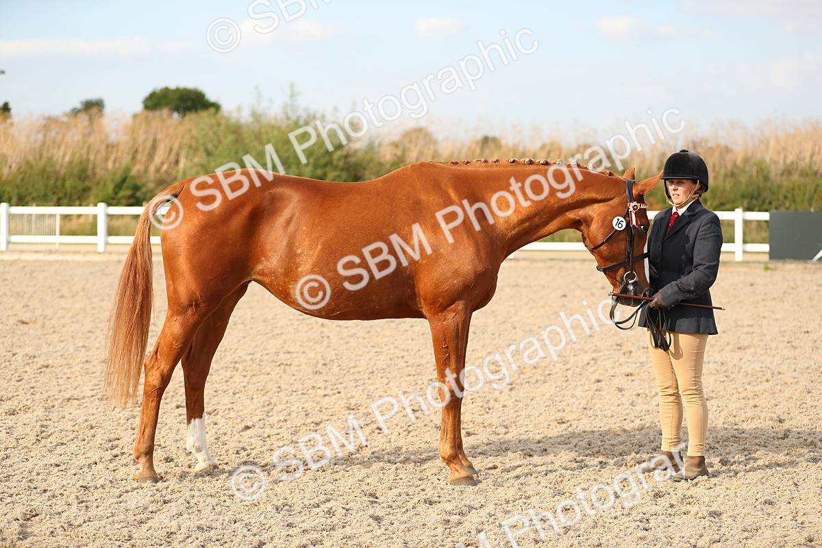 SBM_08601 - Class 28 - IH Veteran Horse