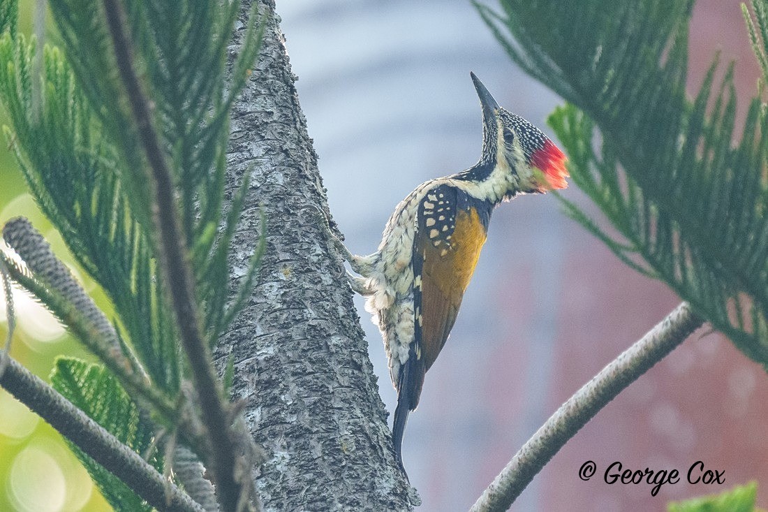 Black Rumped Flameback - India