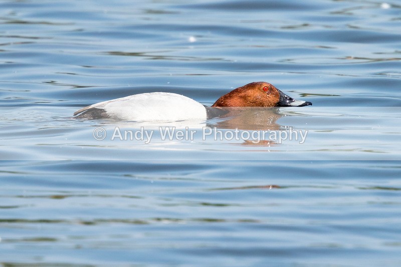 20160512-8E0A4971 - Pochard