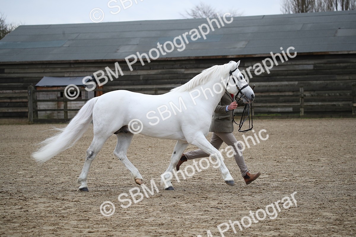 SBM_004096 - Class 1-4 - Young Stock classes Inc. In Hand Championship