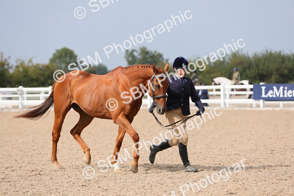 SBM_15920 - Class 313 IH Retired Racehorse