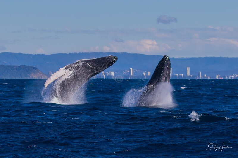 Double Breach 6. 0A3A2622 - 2025 Whales