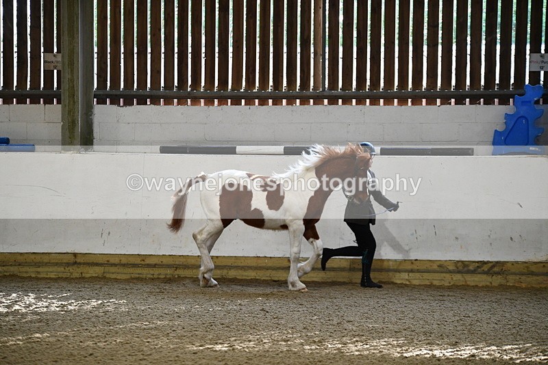 WJ5_3418 - Class 1 Youngstock