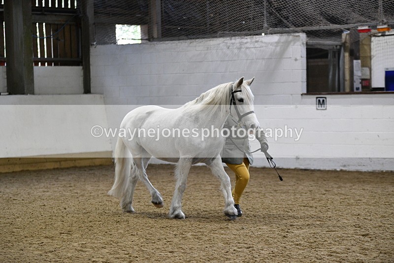 WJ5_4617 - Class 3 Part Bred In hand