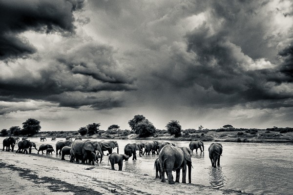 Elephants, Kenya