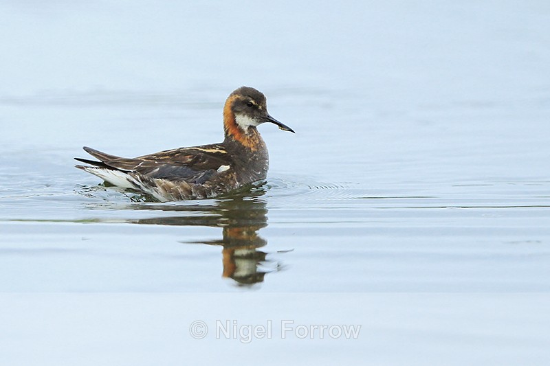 Red-necked Phalarope (male), Iceland - Red-necked Phalarope