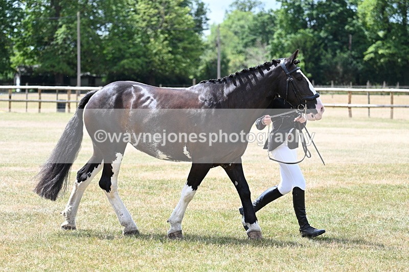 WJ7_1943 - Class 4a Prettiest Mare 14.2hh and over hand