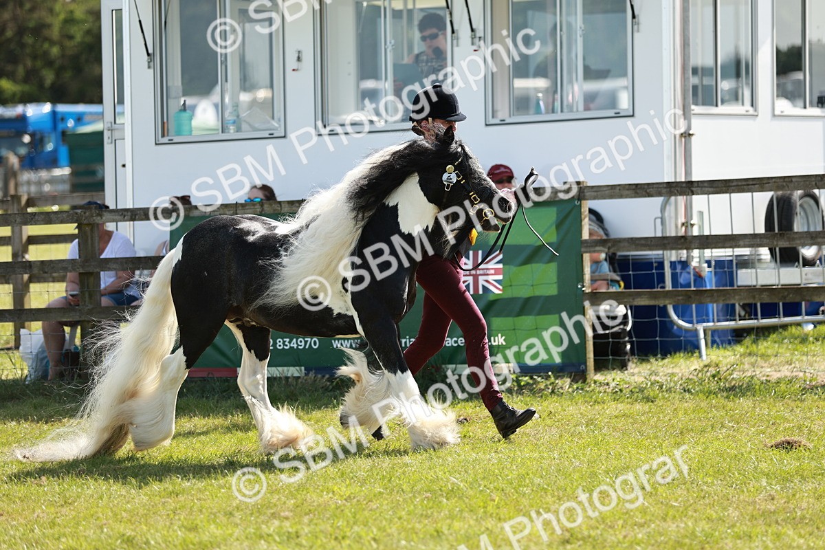 SBM_08955 - Class 63-65 - Traditional Gypsy Cobs In Hand & Ridden