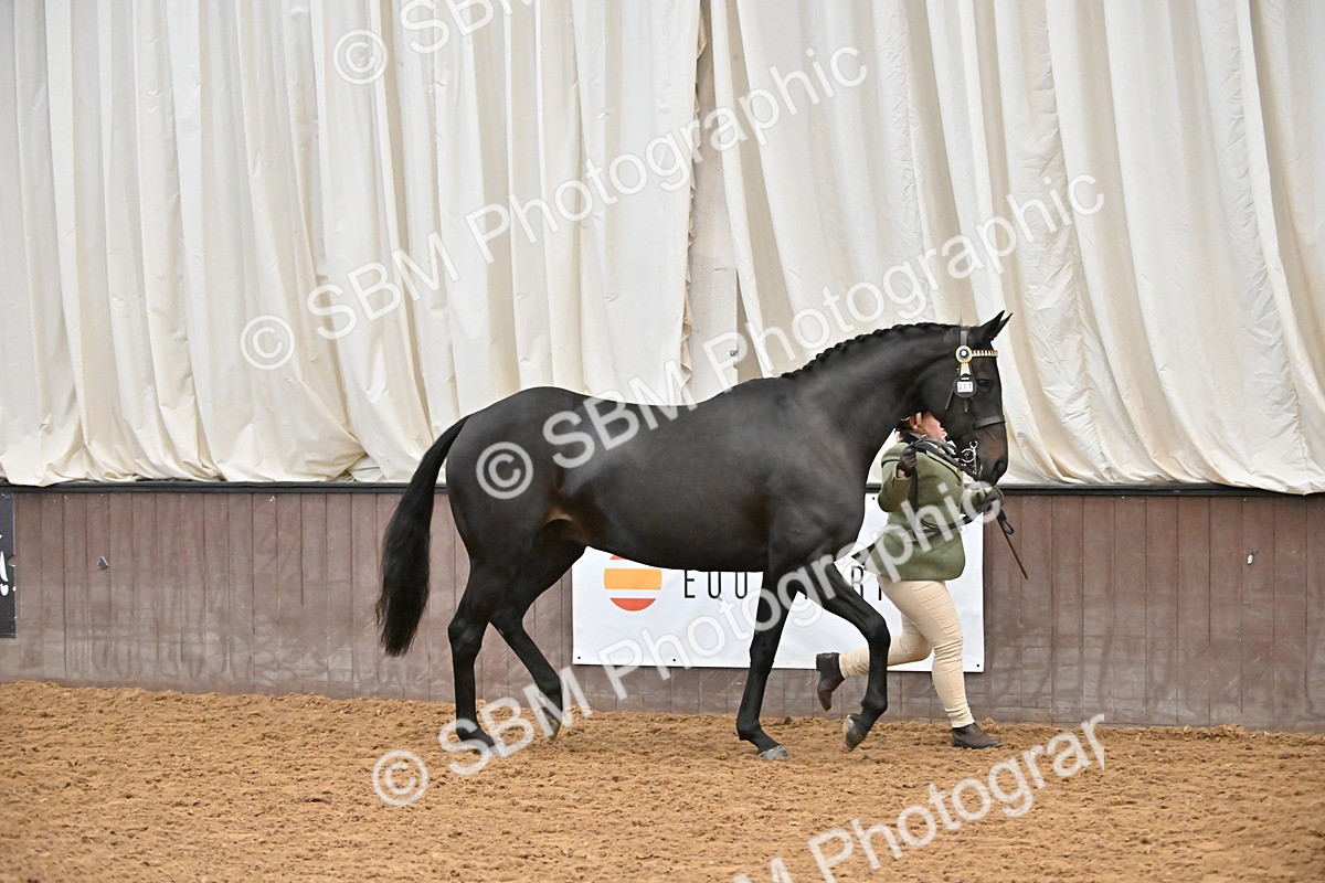 SBM_000122 - Class 6 - BSHA In Hand Racehorse to Show Horse