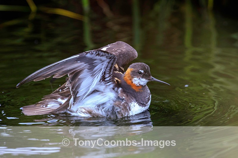 Red-necked Phalarope - Iceland
