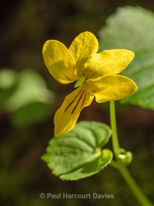 Yellow wood violet (Viola biflora) - Flower Portraits