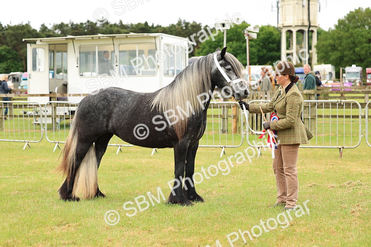 SBM_00630 - Class 58-67 - M&M Non Welsh Pony In hand