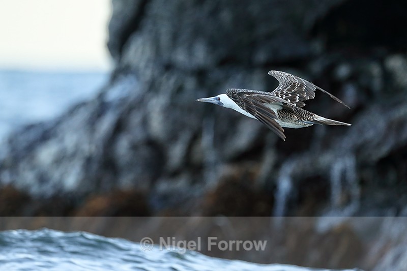 Peruvian Booby flying, Chanaral Island, Chile - Peruvian Booby