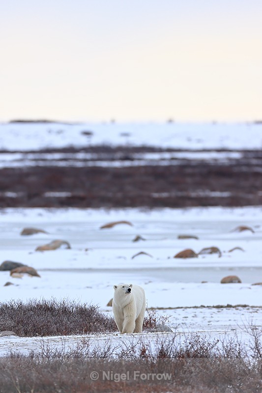 Polar Bear in tundra landscape, Churchill, Canada - Polar Bear