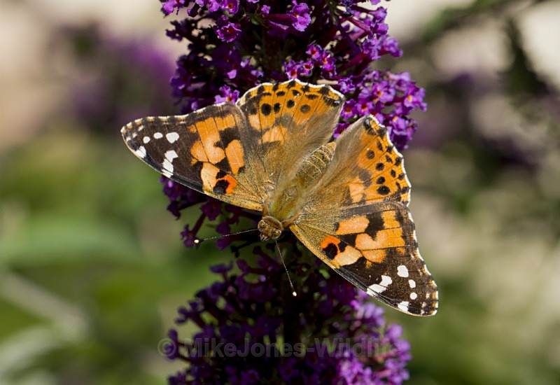 Painted Lady - BUTTERFLIES