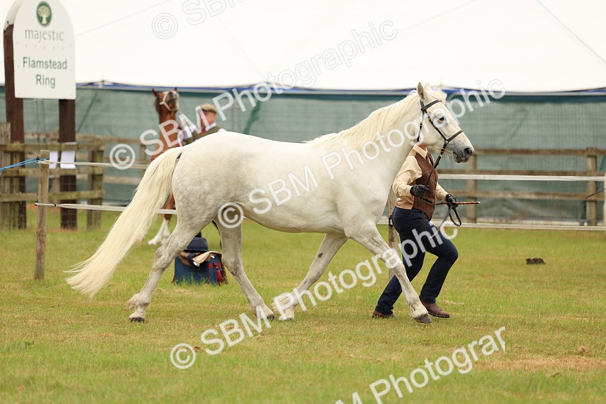 SBM_04223 - Class 64-67 - Shetland Pony In Hand