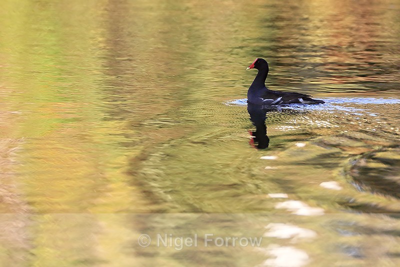 Common Gallinule, Venice Rookery, Florida - Common Gallinule