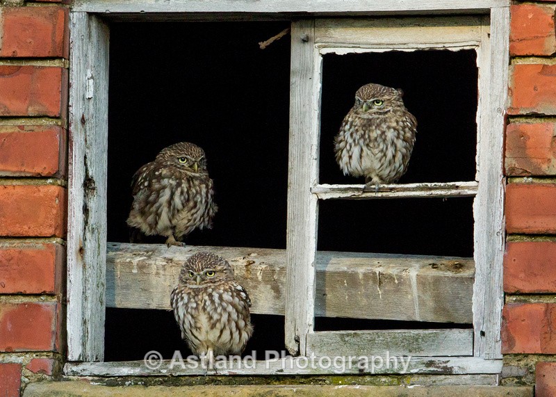 Astland Photography, Bird and Wildlife Images, Susan and Peter Wilson, U.K.