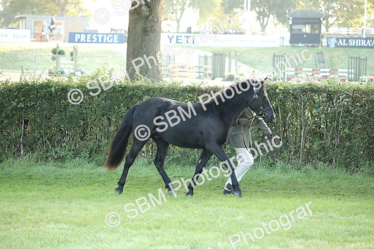 SBM_57816 - S42 - Youngstock