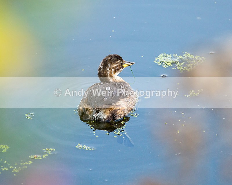 20140905-3K8A5406 - Gt. Crested & Little Grebes