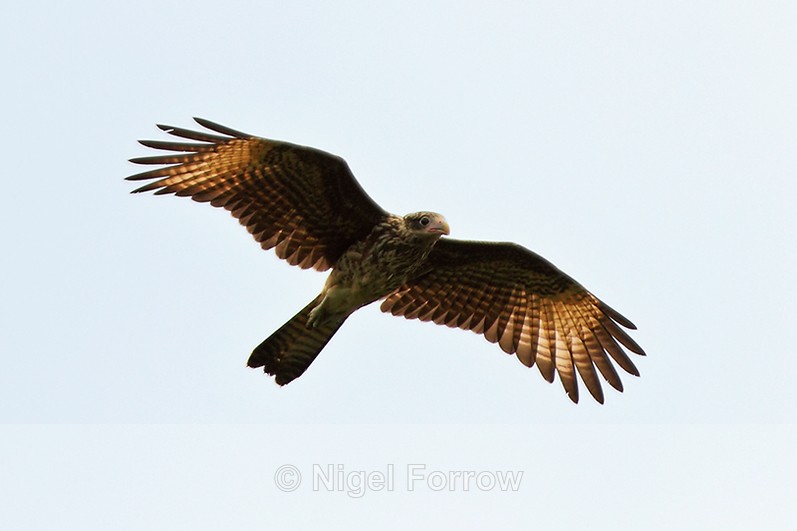 Yellow-headed Caracara (juvenile) in flight over the Osa Peninsula - Yellow-headed Caracara