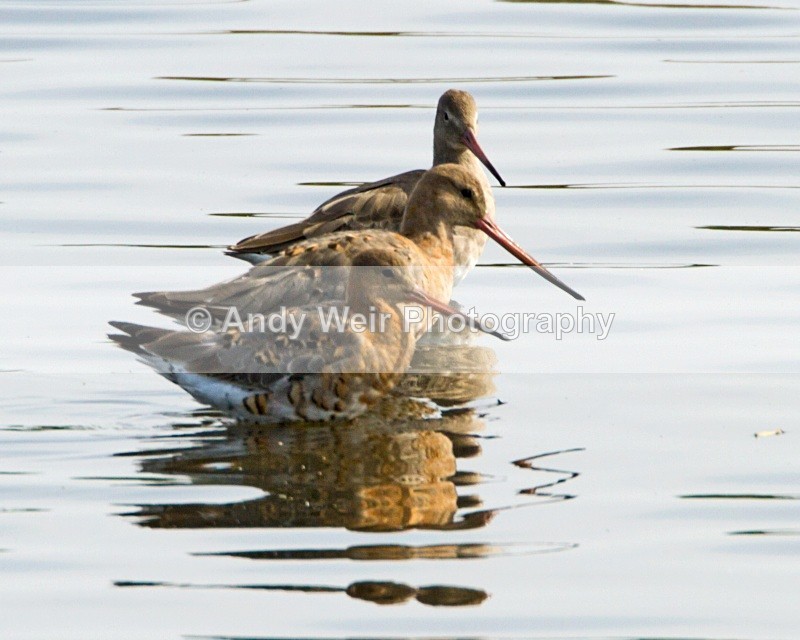 20100815_WE_0129 - Black Tailed Godwit