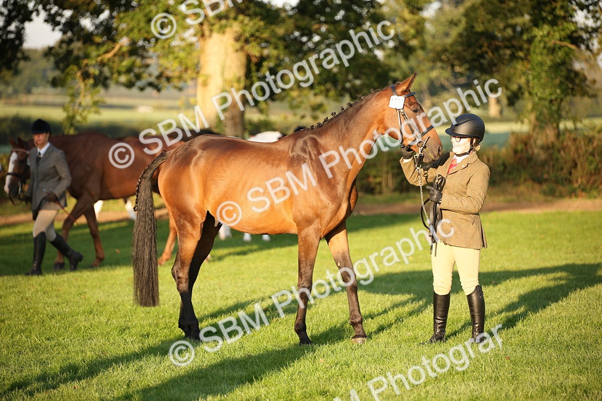 SBM_56864 - S49 - Riding Horse & Hack & Thoroughbred In Hand