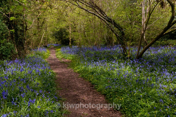 Bluebell Copse - Gallery 1