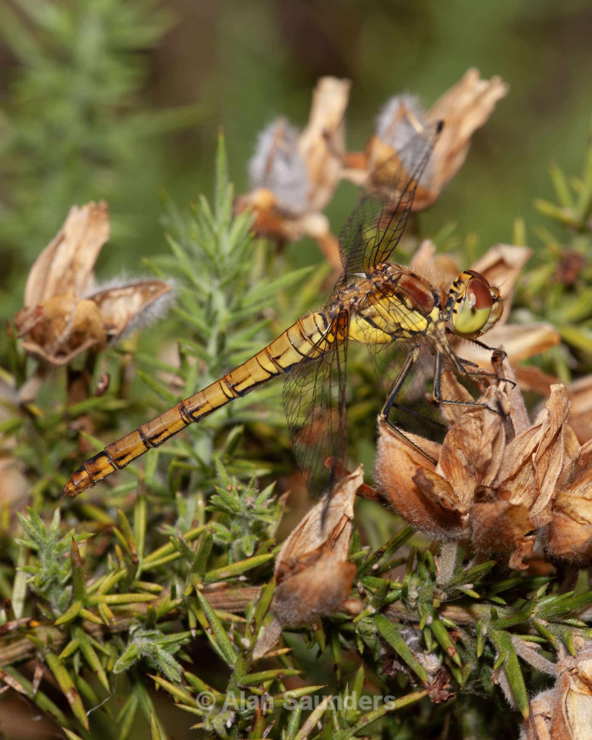 Male Common Darter 1