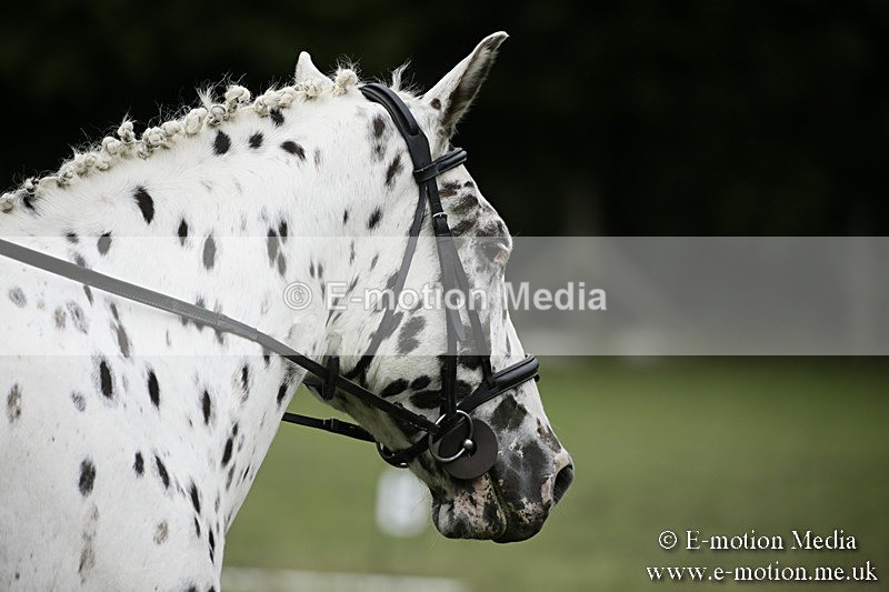 BVR080918 114 - BVRC Novice Dressage & CR 08/09/18