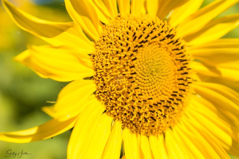 Sunflower 6