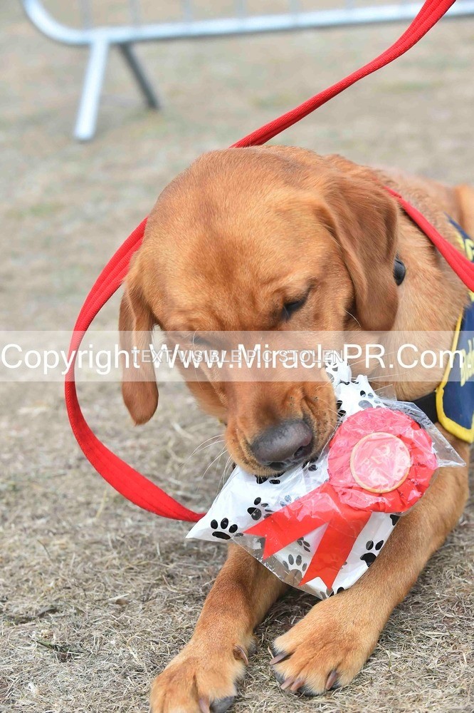 SH4_0180 - Dog show.