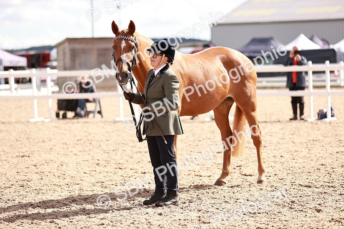 SBM_14209 - Class 407 - IH Hack Riding Horse