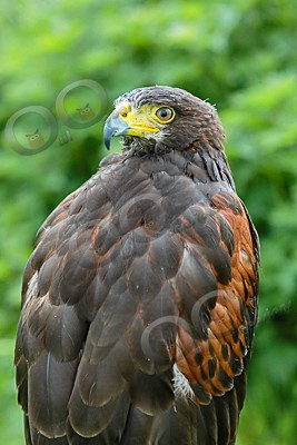 harris hawk Parabuteo unicinctus-7310 - Our Birds