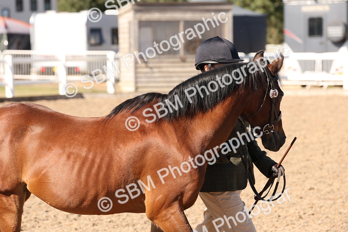 SBM_13852 - Class 205 - IH Show Pony - Show Hunter Pony