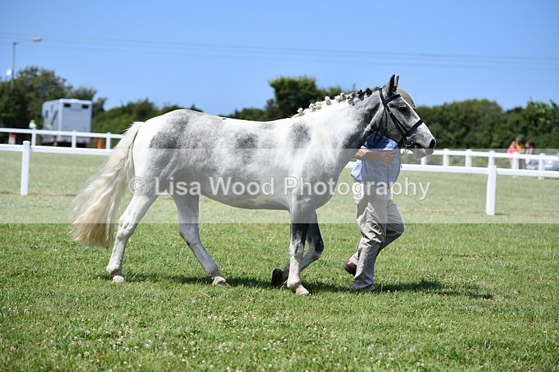 DSC_7445 - Class 63: Coloured Horse Youngstock