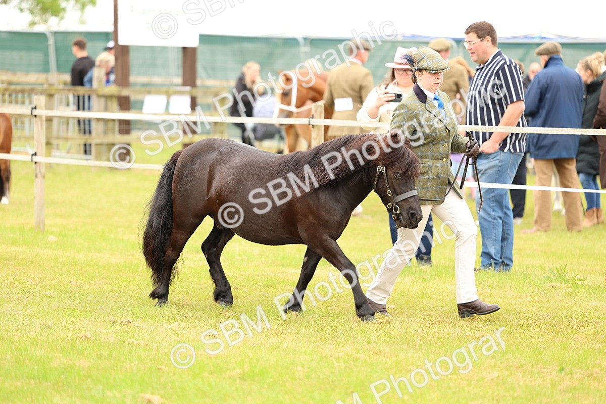 SBM_04326 - Class 64-67 - Shetland Pony In Hand