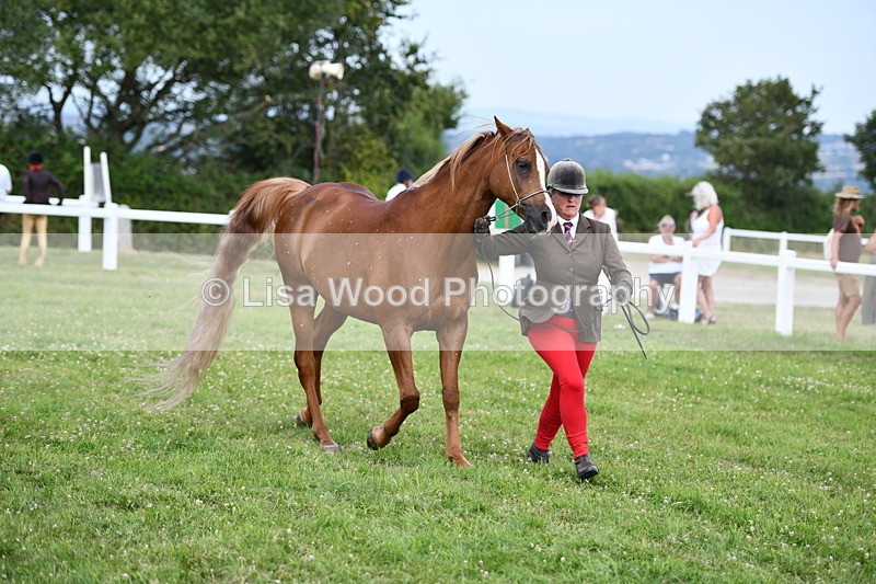DSC_8525 - Class 69: Pure, Anglo & Part Bred In Hand Arab