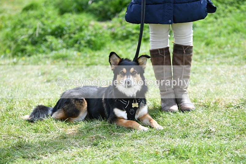 WJ5_9793 - Class 3 Most Handsome Dog