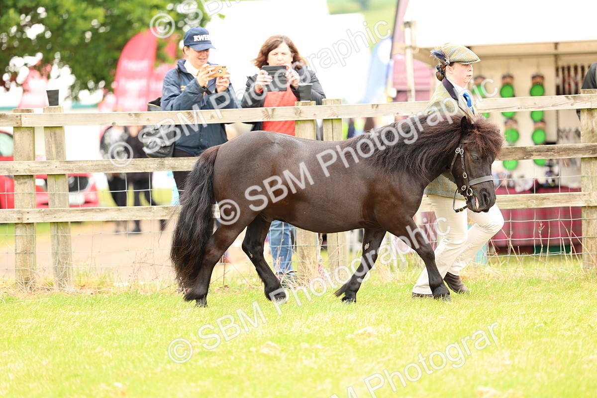 SBM_04328 - Class 64-67 - Shetland Pony In Hand