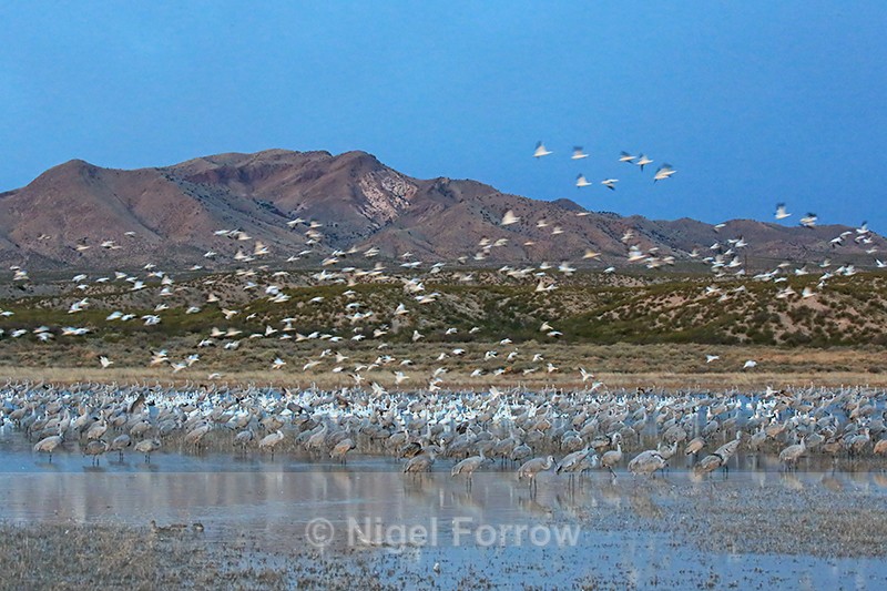South Crane Pond at dawn, Bosque del Apache, New Mexico - New Mexico, USA