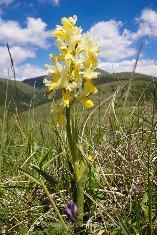Few-flowered Orchid (Orchis pauciflora) - Flowers in the Landscape - 1