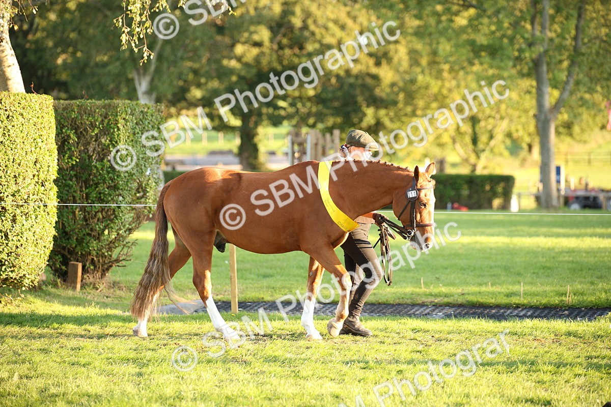 SBM_57046 - Veteran Supreme Championship
