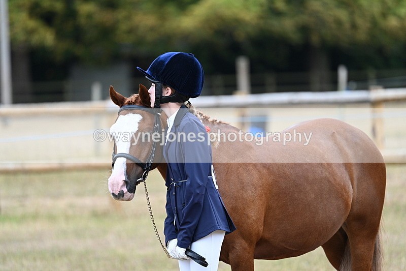 WJ7_8411 - Class 4 Prettiest Mare up to 14.2hh