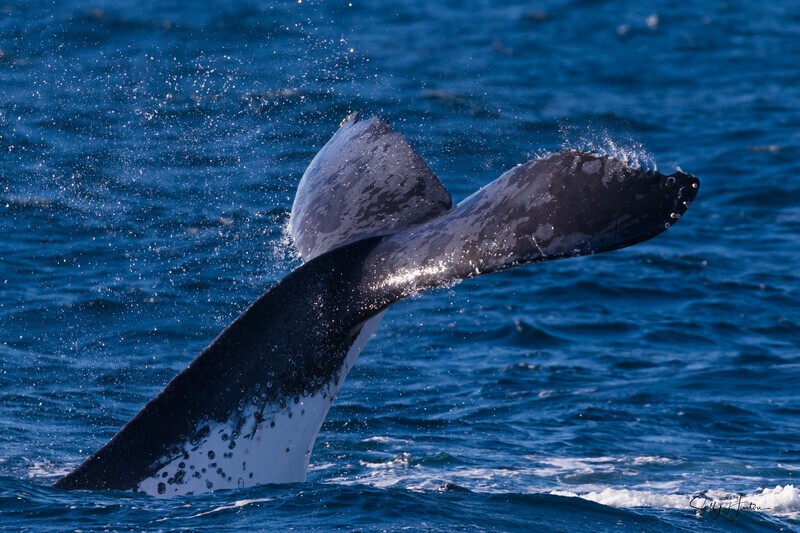 Floating Fluke 0A3A7498 - Humpback Whales