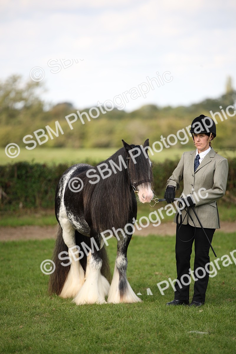 SBM_62299 - S55 - Traditional Cob In Hand